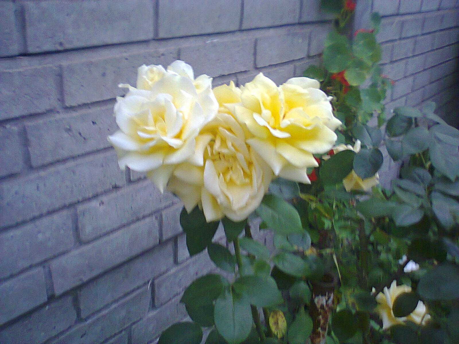 liliqueirolo48's profile picture. 