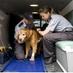 BC Pet Ambulance (@bcpetambulance) Twitter profile photo