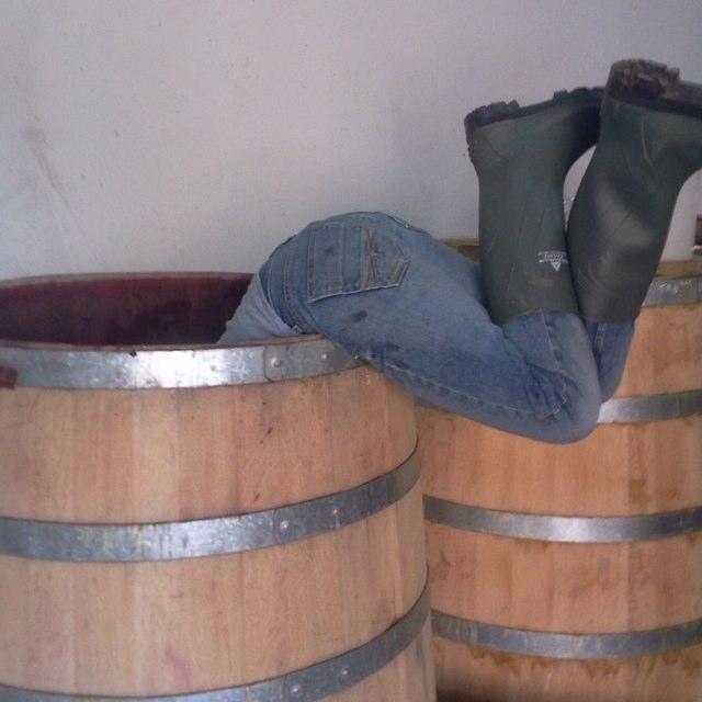 sineadcabot's profile picture. Wine Importer, WSET Dip, Winemaker, https://t.co/aDQQFzwEp9