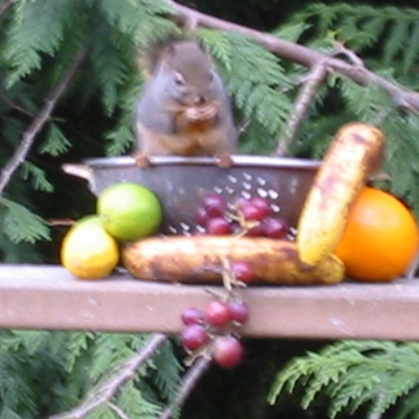 BowlOsquirrel's profile picture. Rated G-R: adult situations. No X here.  more chitter than twitter.