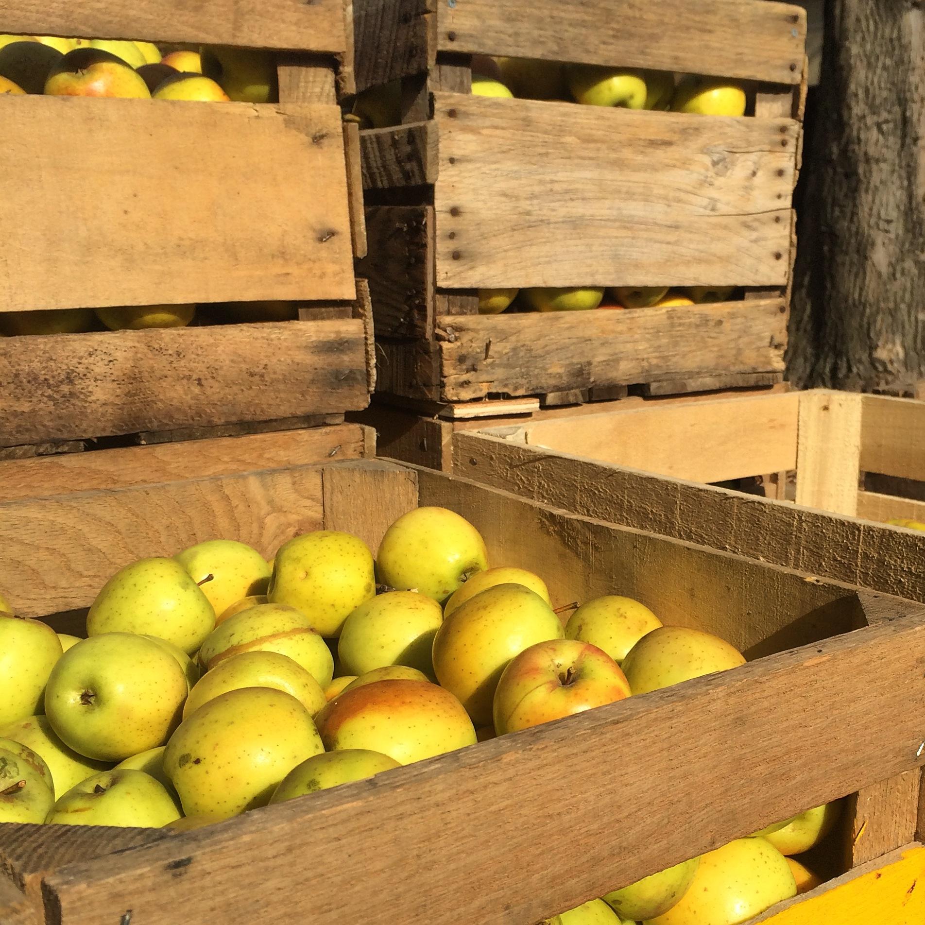 DSMCiderCo's profile picture. A cidery in planning in the Des Moines Metro area