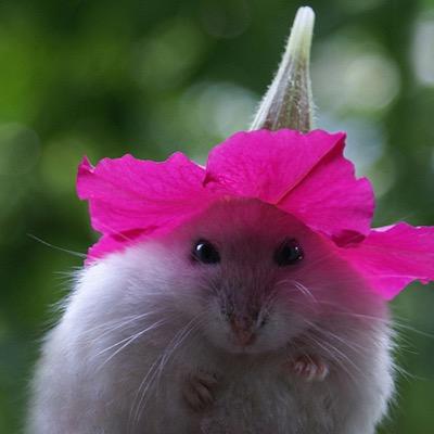 hello! just your friendly neighborhood space hamster making her way through space!