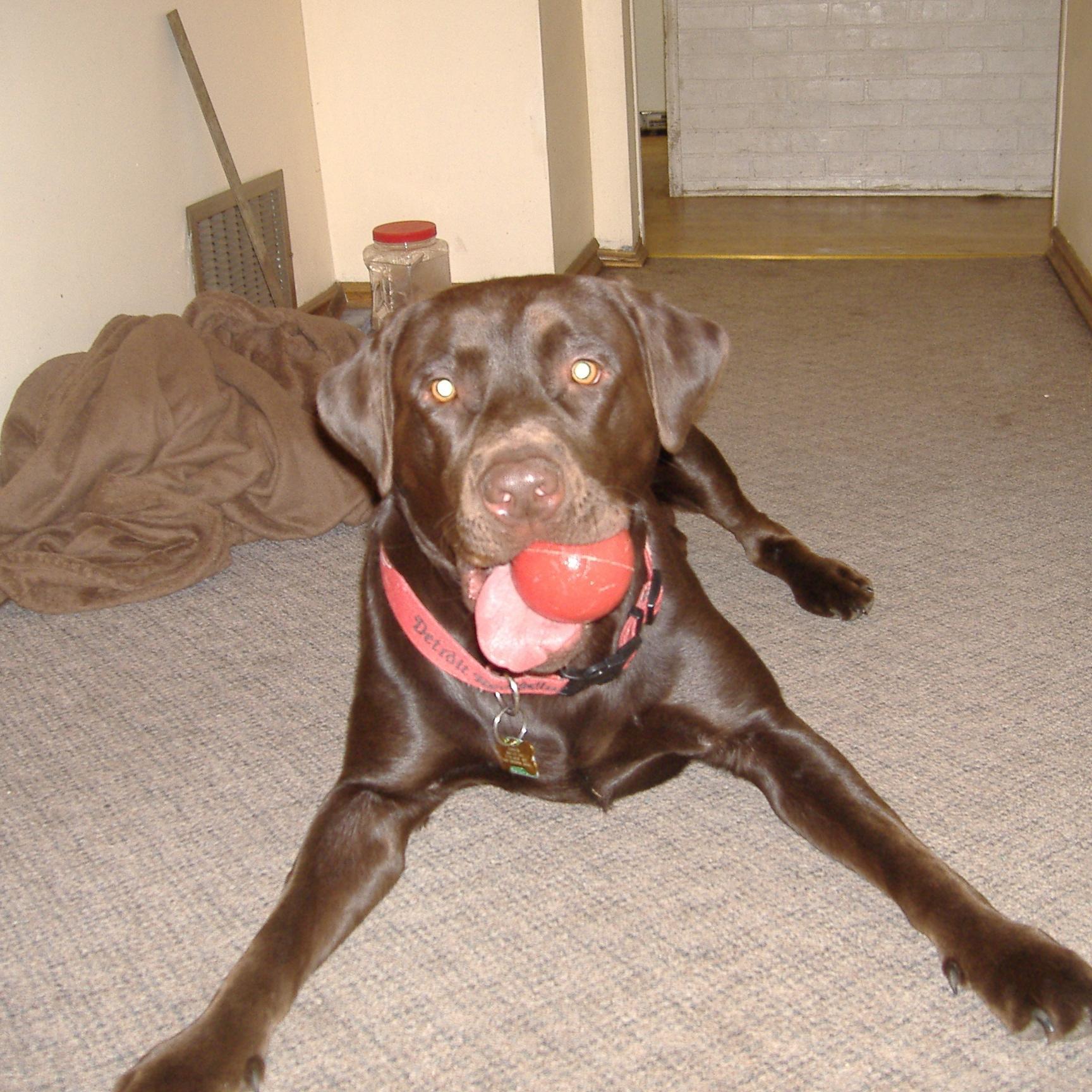 detsprtsfan's profile picture. 