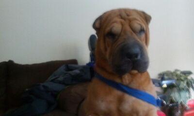 lamontr32's profile picture. 