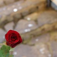 om shosho🦋 (@omshoshoooo) Twitter profile photo