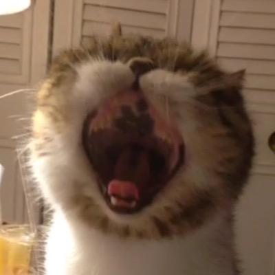 webcopy's profile picture. content marketing