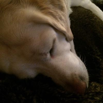 See3185's profile picture. real estate agent @ william Pitt sothebys