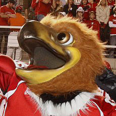 Mascot for the University of Utah, and red-tailed hawk. Go Utes!