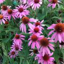 Erin Hackney - @erin_hackney - Twitter