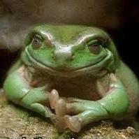 TeamOfFrogs's profile picture. Cancer