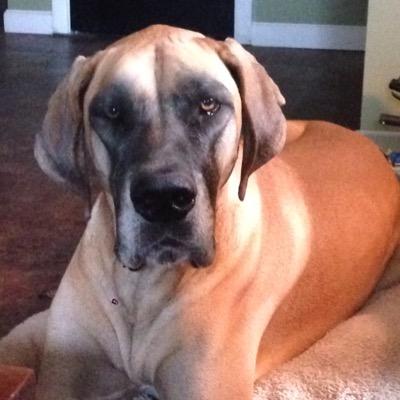 DougHall20's profile picture. US #Army veteran - 25th ID - #ProLife - Pro #Israel - Pro #2ndAmendment - Pro #AMERICAN - Followed by @TwitchyTeam and @chicksonright #μολὼν λαβέ