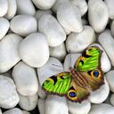 David Esqueda - @dvid98colima1 - Twitter