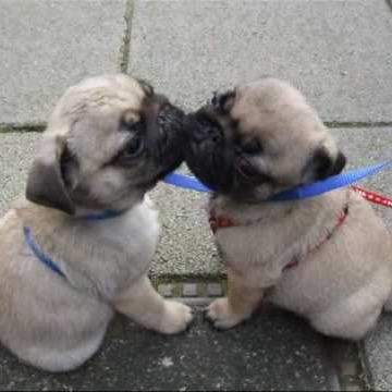 @njhpug & @niallofficial as pugs