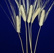 zabezabezabeza's profile picture. セイヴァーやってますよろしく