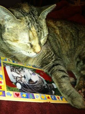 simba_the_queen's profile picture. I love and miss all my friends but esp my D @HalfordU and all members of #pawfleet and the #dieseldolls & #dieseldudes