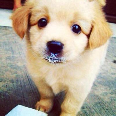 feel free to dm your best puppy pictures