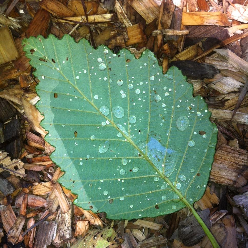 water_wwu's profile picture. Students for Sustainable Water (SSW) committed to sustainable water policy and practice. Contact us @ water.wwu@gmail.com