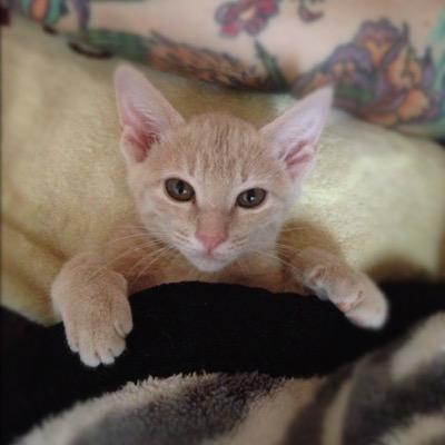 猫のニチオ。