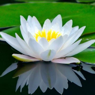 whitelotusclea1's profile picture. We are a husband and wife home cleaning team.