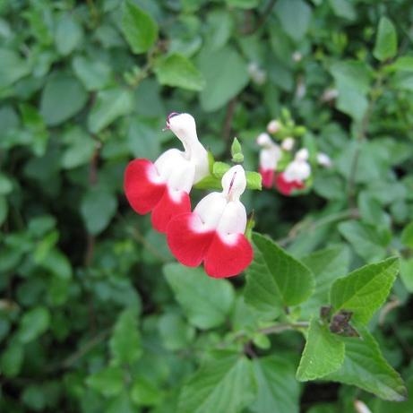 asano_kokoro's profile picture. もの知らずゆえ、勉強させてもらってます
生まれ育ちも大阪です　よろしくお願いいたします