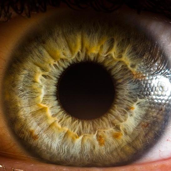 IntEyeFacts's profile picture. 