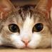 I Love Cat猫ねこ (@catnikukyu_love) Twitter profile photo