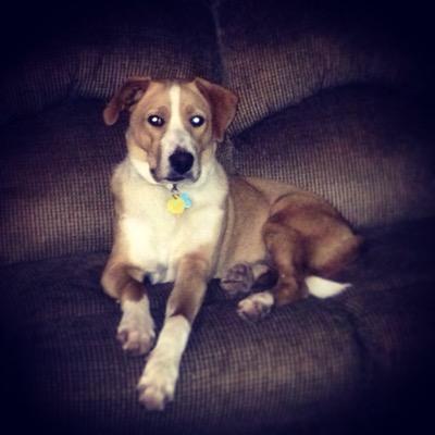 Tex_the_dog's profile picture. I'm a hound dog. I live in Texas. I could sleep all day, every day. That would be the best.