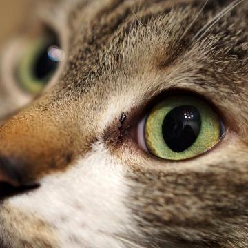 nynk_kpbr's profile picture. 猫とカピバラが好きです！成人済み。年齢は非公開！でも気軽に声かけて下さい！カピバラが飼えるようになりたい-o-;