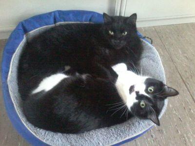 MafiaLuca's profile picture. 