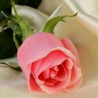 استغفر الله العظيــم (@h_____r511) 's Twitter Profile