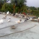 Ivy Islam - @islam_ivy - Twitter