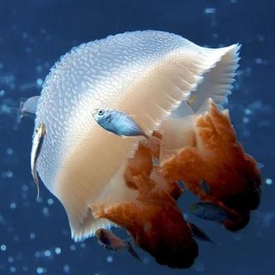 Las mejores fotos submarinas. Un mundo lleno de matices y vida.