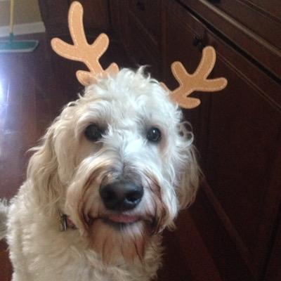 CollegeAppCoach's profile picture. Independent College Counselor. College applications. Demistify the process.: ID schools, tests, applications, essays. Individual attention.