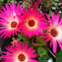 Murièle Dejaune (@murieledejaune) 's Twitter Profile Photo