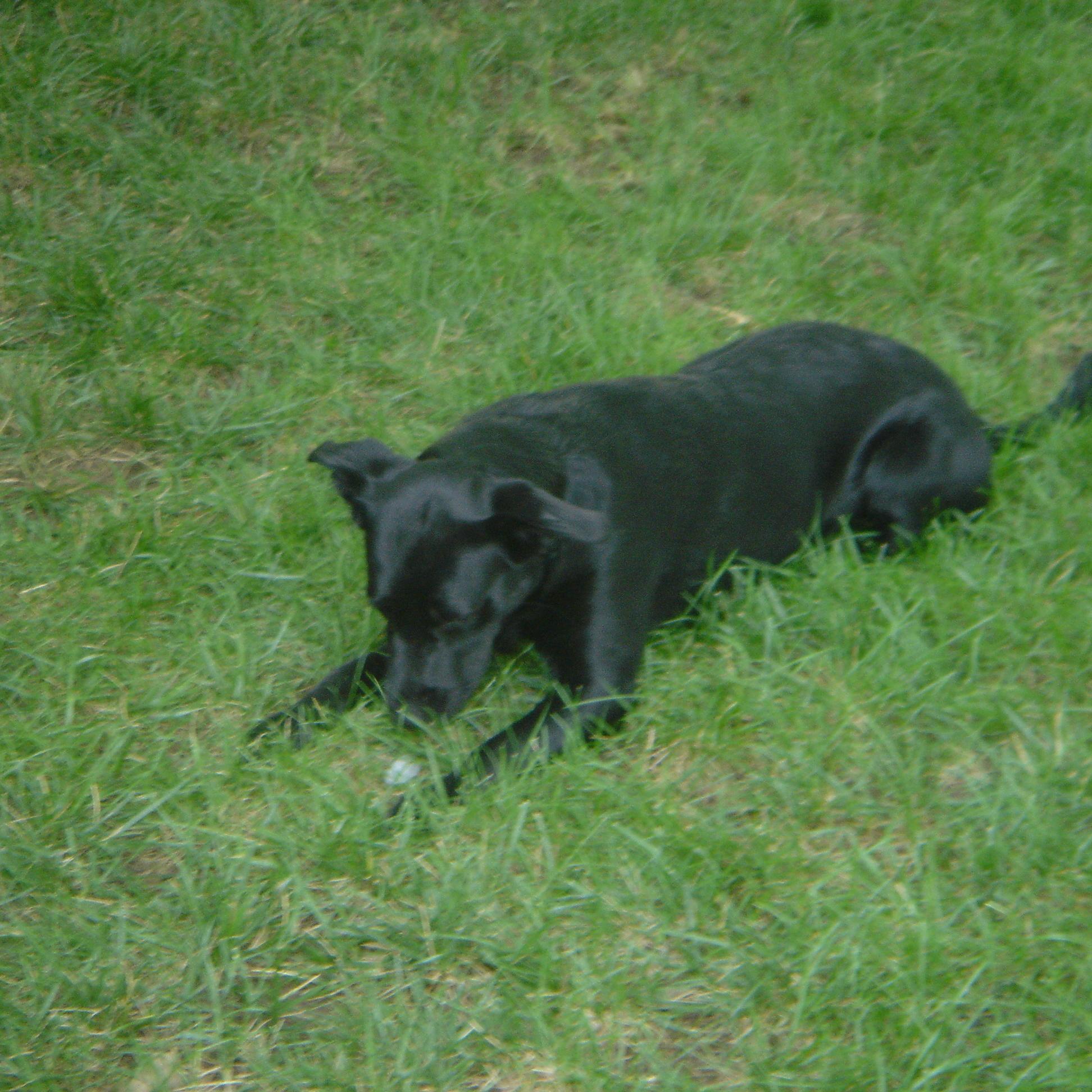 MMA_predictions's profile picture. Just started tracking my MMA bets/picks as of December 6, 2014. To date, I have a profit of +49.80 units(using a 1-5 unit scale)