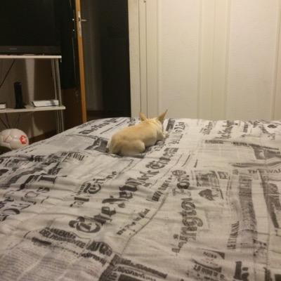 CortesZuka's profile picture. 