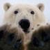 Polar Bear (@polarbears001) Twitter profile photo Polar Bear (@polarbears001) Twitter profile photo