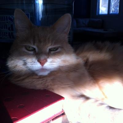 Just a sassy ginger cat, gracing the twitterverse with my pure awesomeness.
Garfield ain't got sh*t on me.