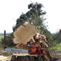Perkins Tree Surgery (@perkins_trees) 's Twitter Profile