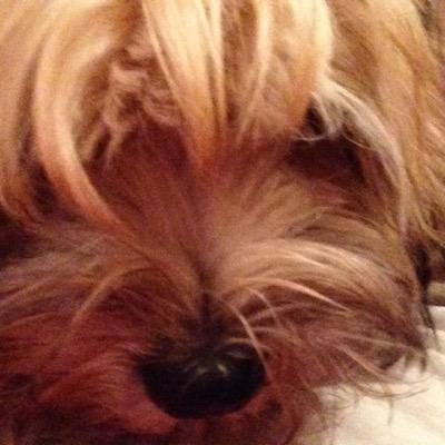 follow my sister @tinkapig_long im a lhasa apso puppy my name is alfie but you can call me poods i was born on the 3rd of june 2014 poods out ✌️