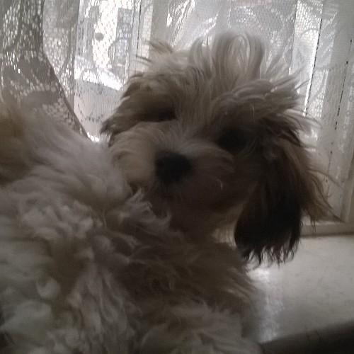 Follow my big brother @poodacus Im a lhasa apso puppy My name is tinkerbelle but you can call me pig  I was born on 3 of June 2014
  Pig out ✌
