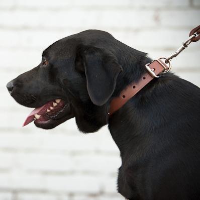 Dog collar manufacturer.