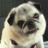 18 yr old pug sharing love and happiness all over the world. The beautiful Miss Emily Rose
