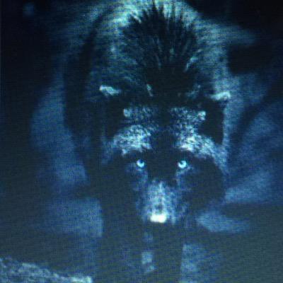 DevWolfs's profile picture. Indie developer