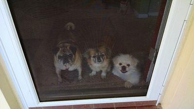 krazy4critters's profile picture. I'm here for the funny.