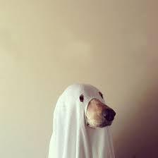 GhostDog1111's profile image