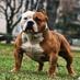 Halloffamebullies (@halloffamebulls) Twitter profile photo