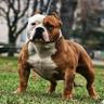halloffamebulls's profile picture. World learder in Champion American Bullies