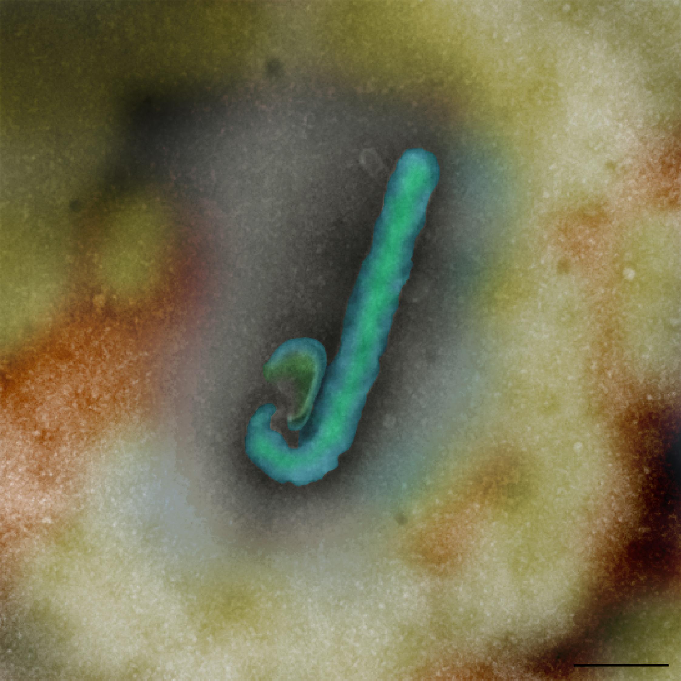 Retired Scientist - Electron Microscopist in Virology.