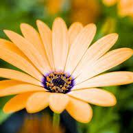 RaffaeleDino's profile picture. 